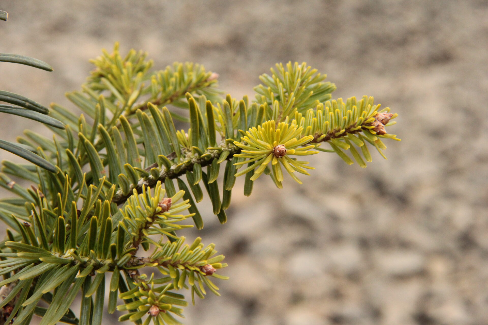 Abies alba 